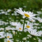 学园天堂动漫 8tiv09