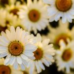 欧美精品在线看 tro16car2